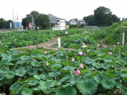 あかぼり蓮園の蓮が見頃です<br />涼しげに咲く大輪の花