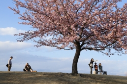 いせさき市民のもり公園の河津桜が見ごろ？！