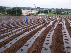 小菊植え付け作業