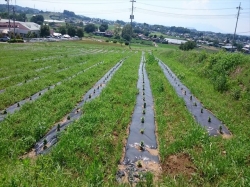 草が凄い！除草しましょう、そうしましょう>！