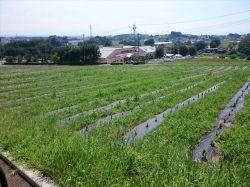 草が凄い！除草しましょう、そうしましょう>！