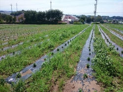 草が凄い！除草しましょう、そうしましょう>！