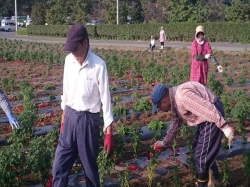 またまた除草剤散布