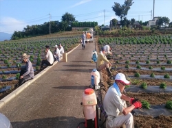 またまた除草剤散布