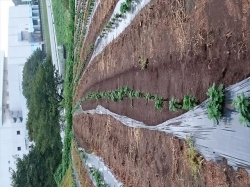 ﾏﾙﾁ直し、だってまたまた豪雨だもんねえ！