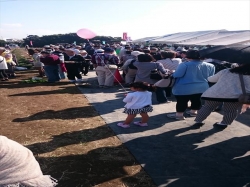 小菊の里開園＆小菊祭りｵｰﾌﾟﾆﾝｸﾞｲﾍﾞﾝﾄ