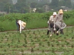 小菊の里つくりの会　除草作業