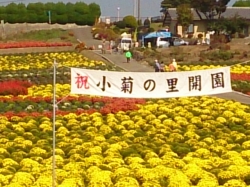 小菊の里開園式