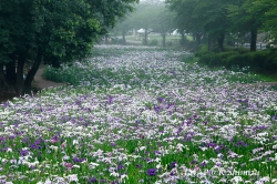 赤堀花しょうぶ園の見ごろのピークは？