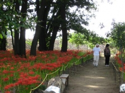 早川渕 彼岸花の里　開園<br />木陰の真っ赤な花火