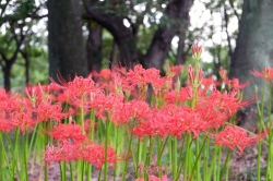 『境御嶽山自然の森公園』の彼岸花が咲き始めています♪  (2023年)