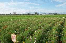 今年の『小泉コスモスまつり』は、10月15日・16日の2日間です☆