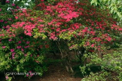 華蔵寺公園のつつじ