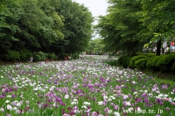 赤堀花しょうぶ園まつり2012－ほぼ満開の花菖蒲畑で