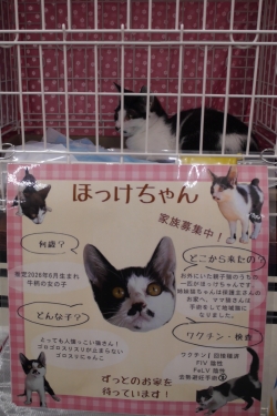 おじゃましま～す　vol.275　伊勢崎市日乃出町『ＮＰＯ法人　いせさき地域ねこ連絡会　ねこまる』さん