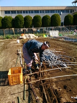 本日もﾋﾞﾆｰﾙﾊｳｽの片付けです