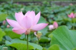 『天幕城趾 あかぼり蓮園』で蓮が見頃を迎えています☆