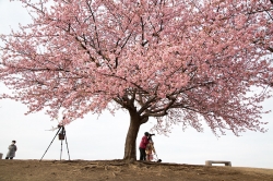 伊勢崎市民のもり公園 河津桜見ごろに