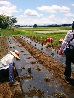 小菊の里つくりの会本舗に菊植えつけるよ！