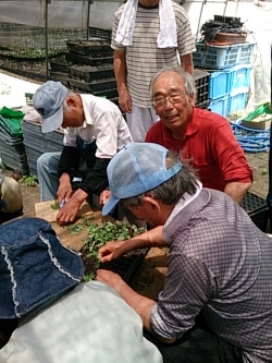 Ｈ２５年度小菊の里つくりの会挿し芽