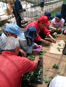 Ｈ２５年度小菊の里つくりの会挿し芽