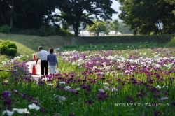 6月10日・11日は赤堀花しょうぶ園まつり（2017年度）