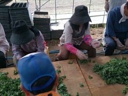 H２５年度小菊の里つくりの会始まりマーした