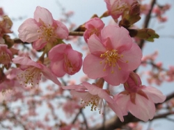 市民のもり公園の河津桜が見頃です<br />鮮やかなピンクにウキウキ♪