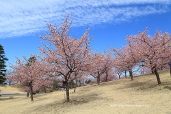 いせさき市民のもり公園－河津桜今が満開のピーク