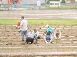 本圃小菊植え付け