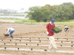 本圃小菊植え付け