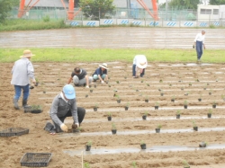 本圃小菊植え付け