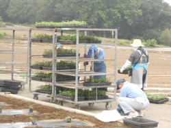 本圃小菊植え付け