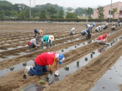 本圃小菊植え付け