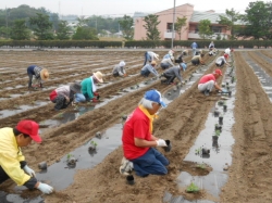 本圃小菊植え付け