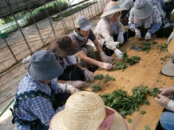 赤堀小菊の里つくりの会２０日、２７日と挿し芽作業