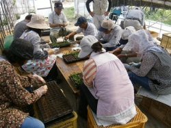 赤堀小菊の里つくりの会２０日、２７日と挿し芽作業