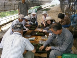 赤堀小菊の里つくりの会２０日、２７日と挿し芽作業