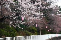 桜の便り4月1日