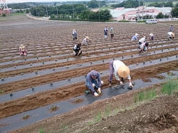 小菊の里つくりの会本圃植え付け