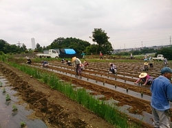 小菊の里つくりの会本圃植え付け