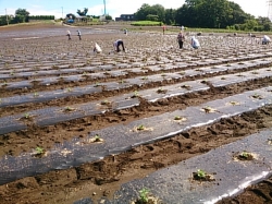 小菊の里つくりの会本圃植え付け