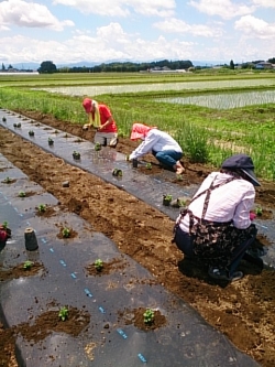 小菊の里つくりの会本圃植え付け