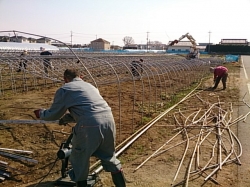 豪雪被害にあったビニールハウスの撤去作業