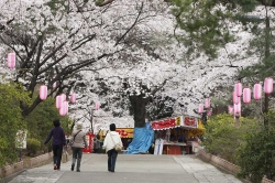 華蔵寺公園　サクラ満開