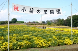 『あかぼり小菊の里』で小菊が咲き始めています☆ (2021年)