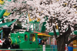 華蔵寺公園花まつり　開催中！