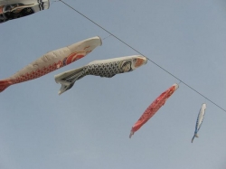 鹿島の鯉のぼりと華蔵寺公園のつつじ