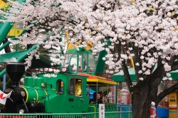 春到来！ 華蔵寺公園花まつり　開催中です