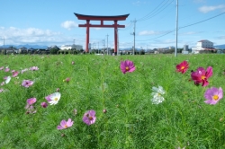 今年の『小泉コスモスまつり』は、10月17日から19日です☆